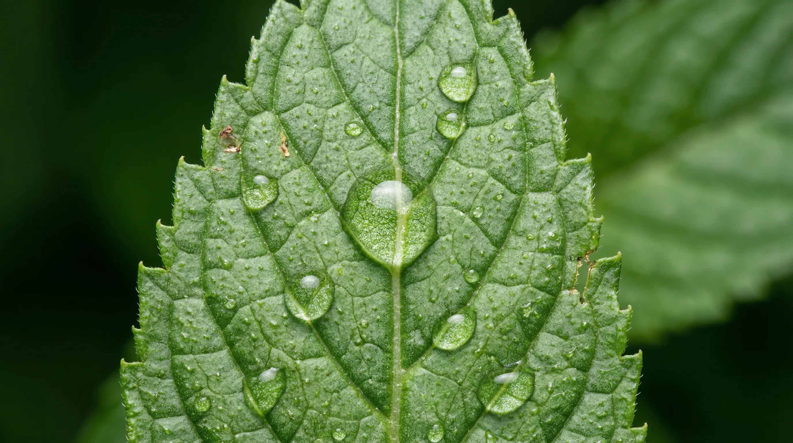 Pfefferminztee: Inhaltsstoffe, Nährwerte & Wirkung im Detail